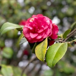 Meet your Posher, Masoumeh